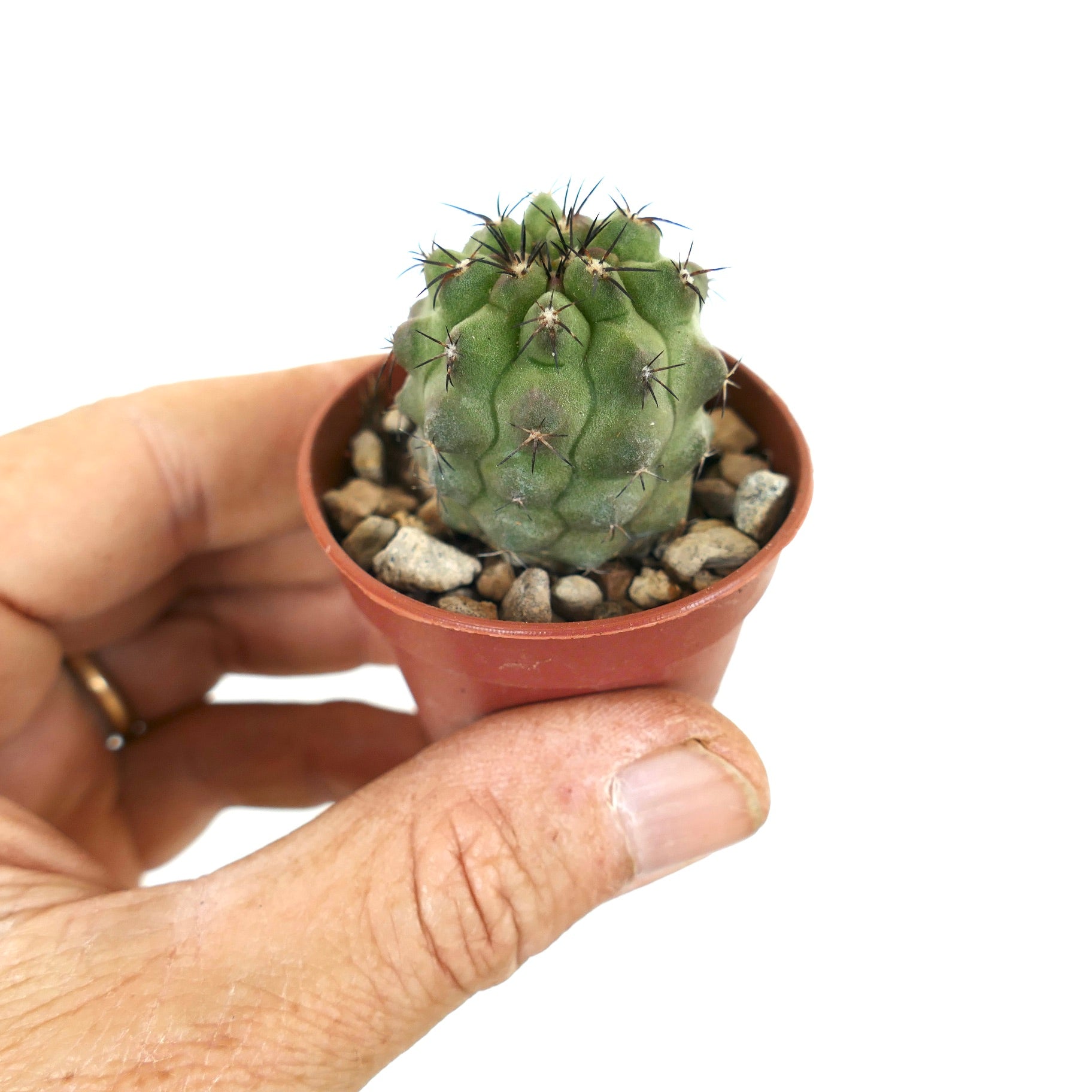 Copiapoa cinerea x fiedleriana small green cactus with dark spines in terracotta pot