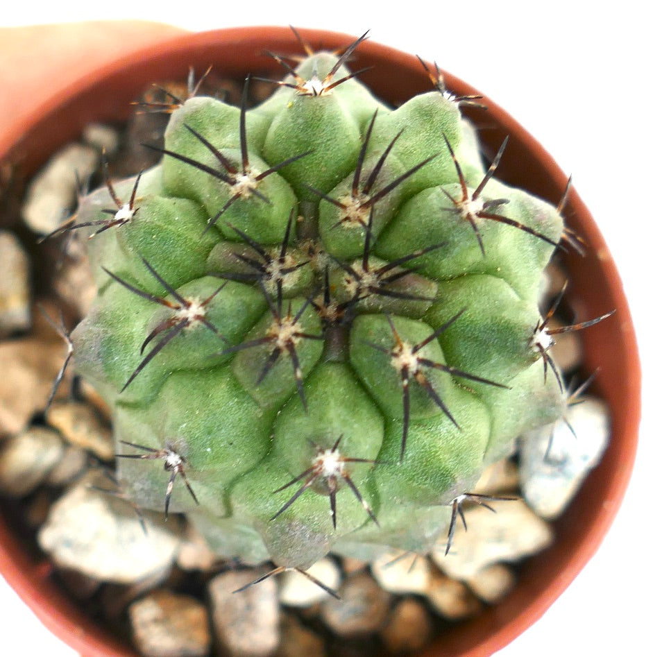 Copiapoa cinerea x fiedleriana green succulent cactus with prominent dark spines in pot