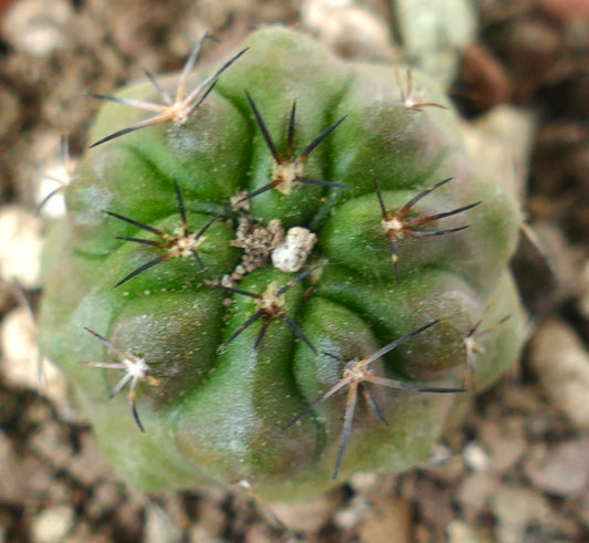 Copiapoa cinerea x fiedleriana small green cactus with prominent dark spines and rounded ribs