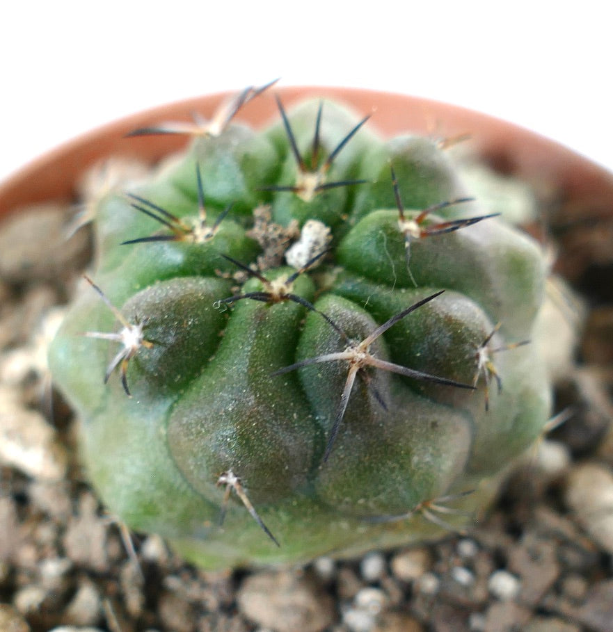 土に植えられた、暗い棘と丸い肋を持つ小さな緑色の多肉植物、コピアポア・シネレア × フィードレリアナのサボテン