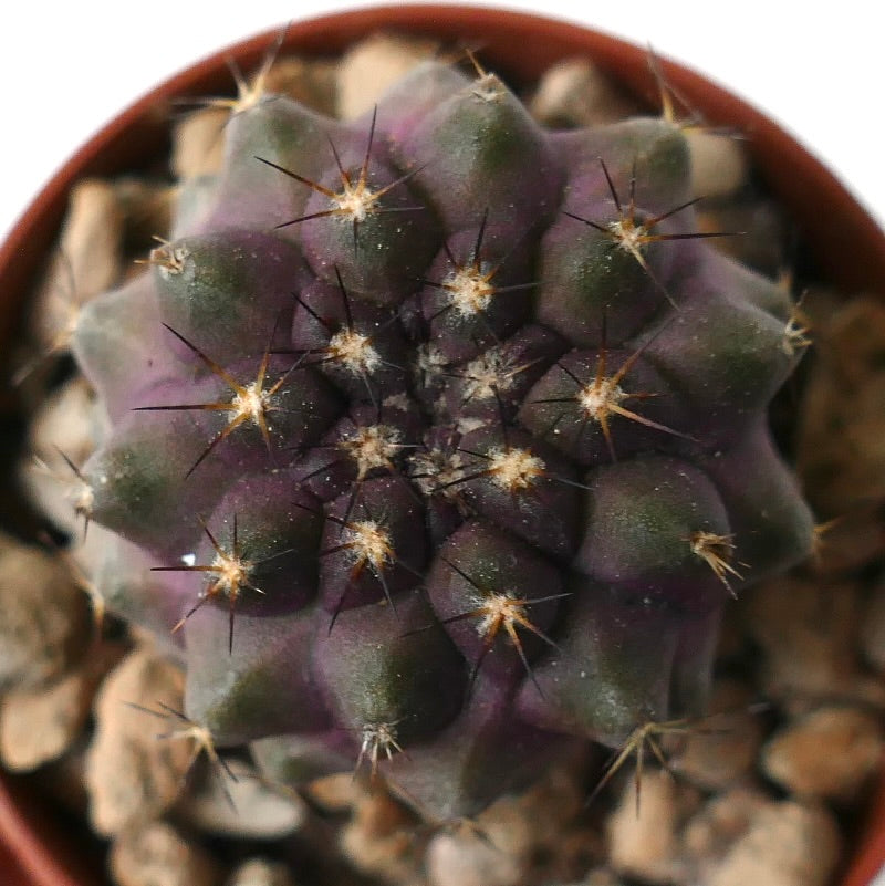 Copiapoa cinerea x goldii rare purple-green succulent cactus with sharp spines and rounded tubercles