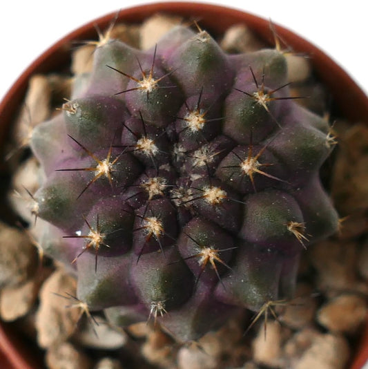 Copiapoa cinerea x goldii seltener purpur-grüner sukkulenter Kaktus mit scharfen Dornen und abgerundeten Warzen