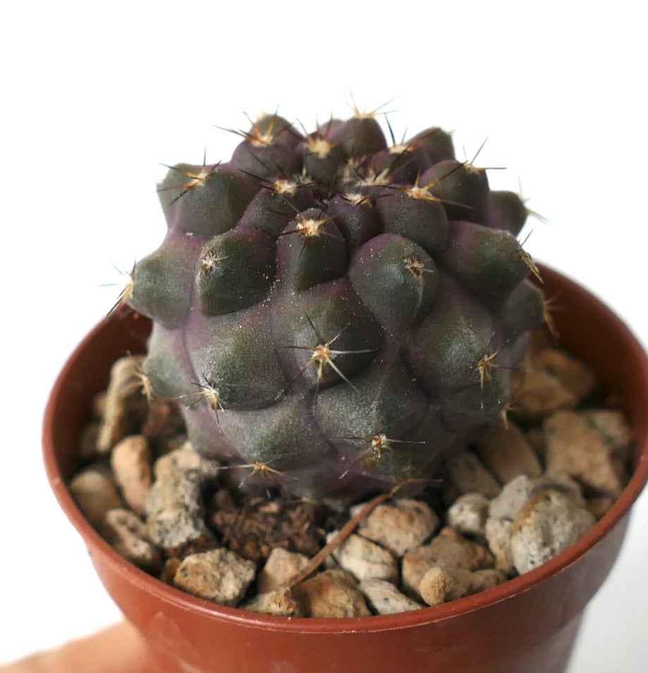 Copiapoa cinerea x goldii dark purple succulent cactus with short spines in pot