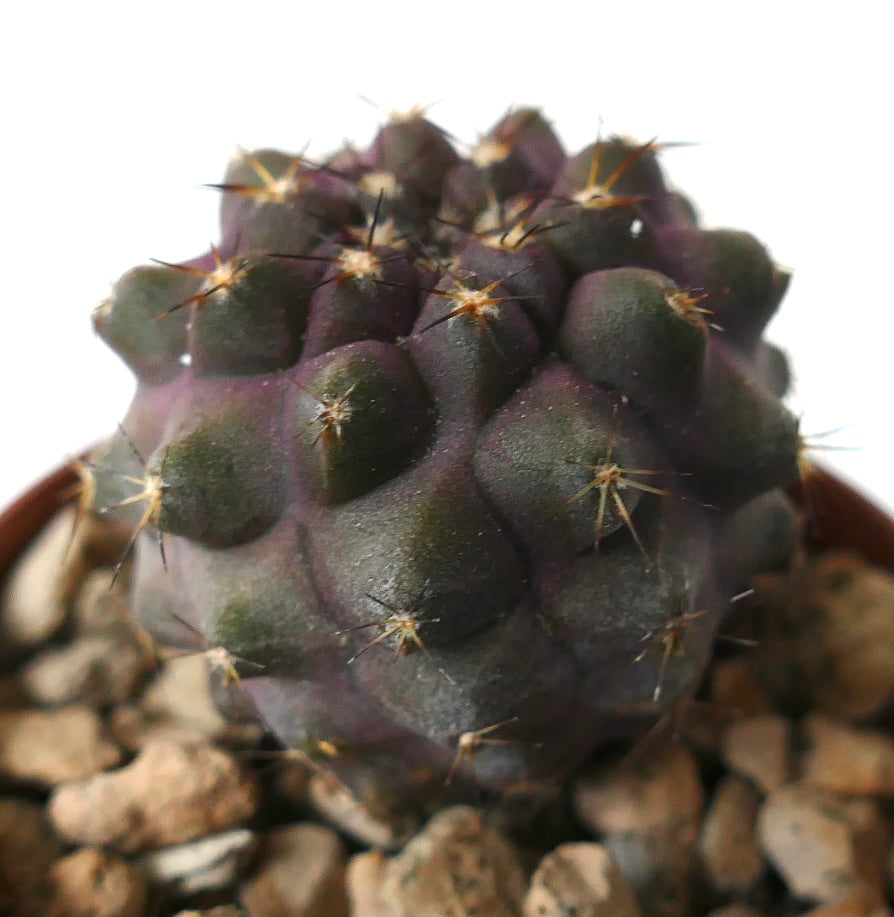 Copiapoa cinerea x goldii dark purple succulent cactus with small spines and rounded tubercles