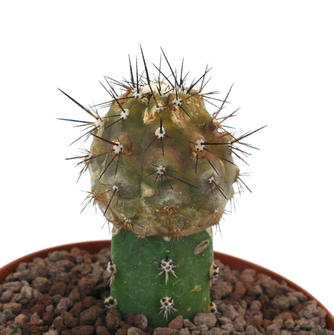 Copiapoa cinerea x goldii raro cactus innestato con parte superiore spinosa giallastra e base verde