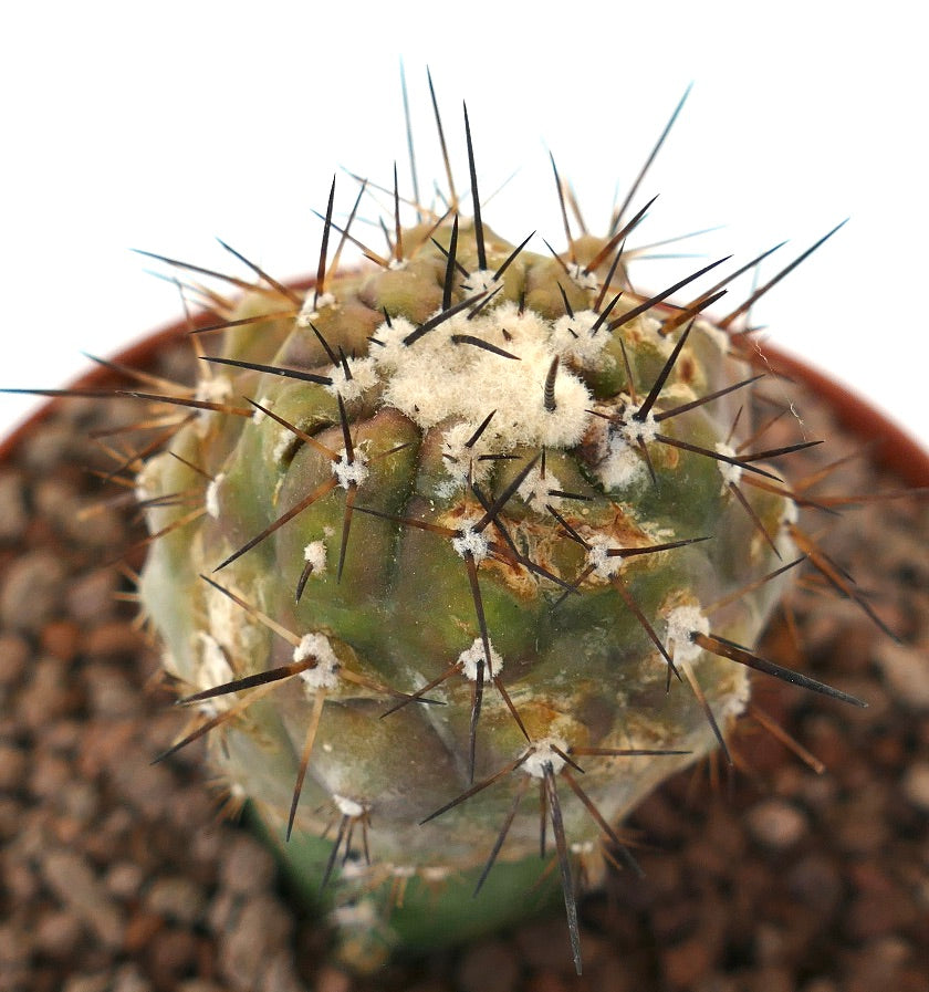 Copiapoa cinerea x goldii raro cactus succulento con fitte spine scure e areole lanose
