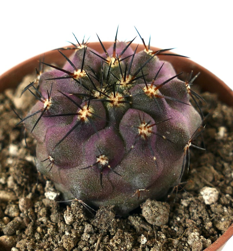 Copiapoa cinerea x griseoviolace, raro cactus succulento con spine scure e corpo viola-grigio