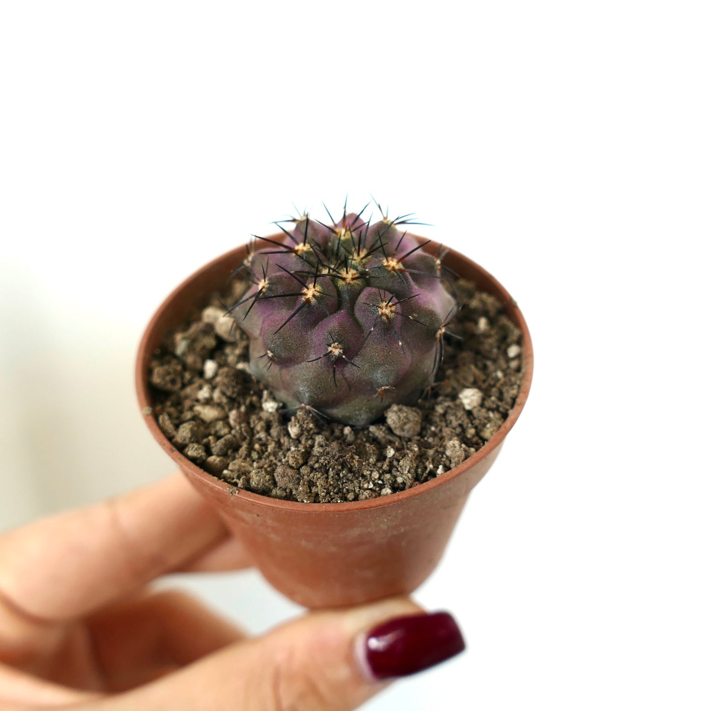 Copiapoa cinerea x griseoviolace piccolo cactus succulento viola con spine nere affilate in vaso