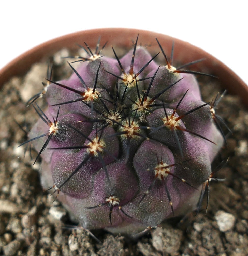 Copiapoa cinerea x griseoviolace, raro cactus succulento viola con spine nere prominenti nel terreno