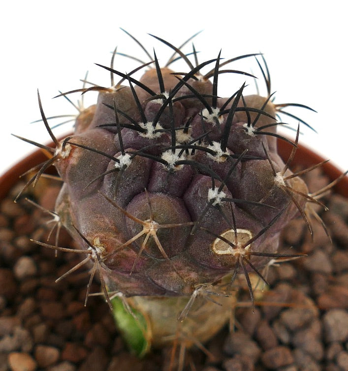 Copiapoa cinerea x griseoviolacea sjelden lilla sukkulent kaktus med lange svarte torner