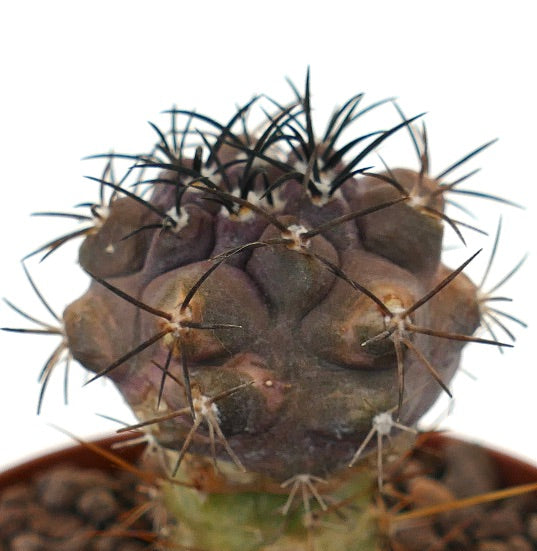 Copiapoa cinerea x griseoviolacea sjelden podet kaktus med mørke torner og taktilt utseende