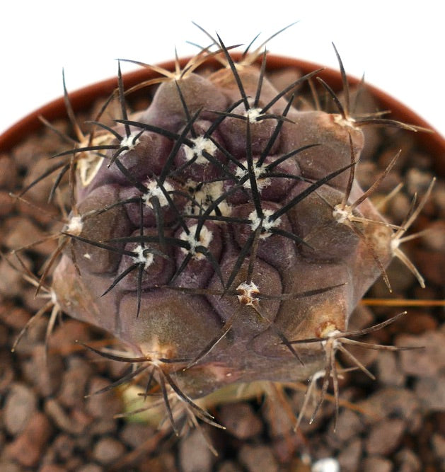 Copiapoa cinerea x griseoviolacea sjelden sukkulent kaktus med mørke pigger og teksturert lilla kropp