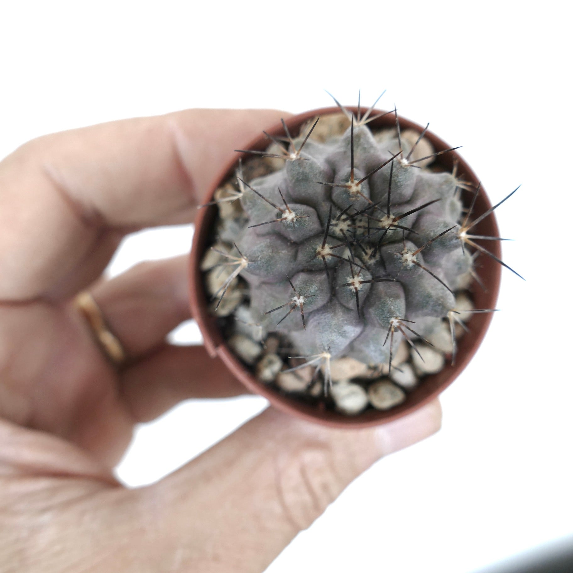 Copiapoa cinerea Hybrid | Botanical Archive | Rare Find