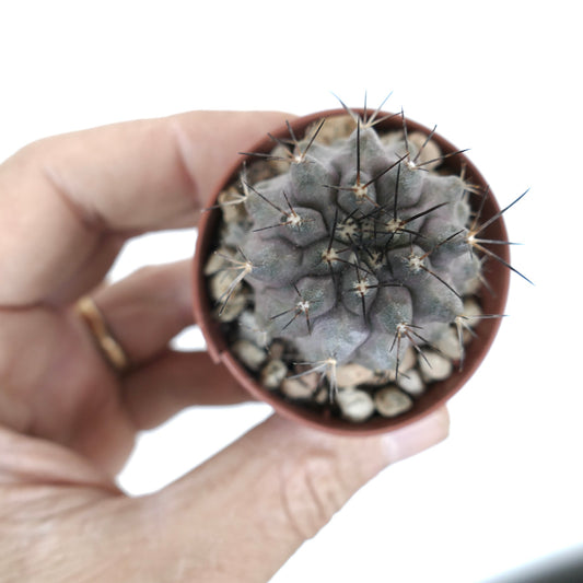 Kleiner grauer Sukkulent-Kaktus Copiapoa cinerea x griseoviolacea mit langen dunklen Stacheln im Topf