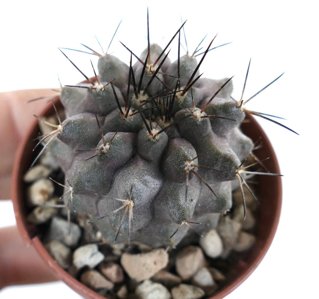 Copiapoa cinerea x griseoviolacea seltene Sukkulenten-Kakteen mit grauem Körper und langen dunklen Dornen