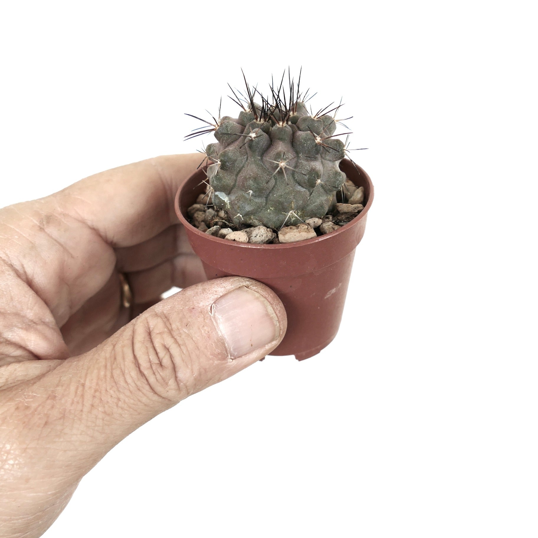 Kleine sukkulente Copiapoa cinerea x griseoviolacea Kaktee mit dicken Stacheln in einem braunen Topf