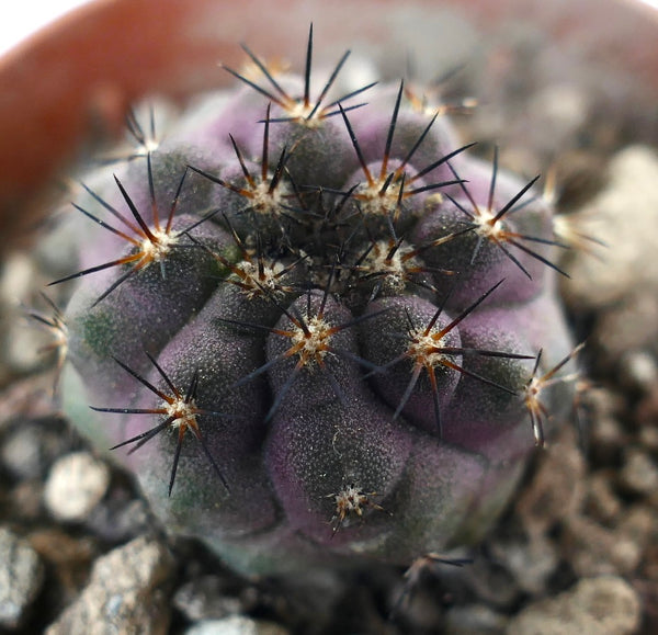 Copiapoa コピアポア　写真集　貴重本　2025 新品 コピアポア・シネレア ハイブリッド | Botanical Archive