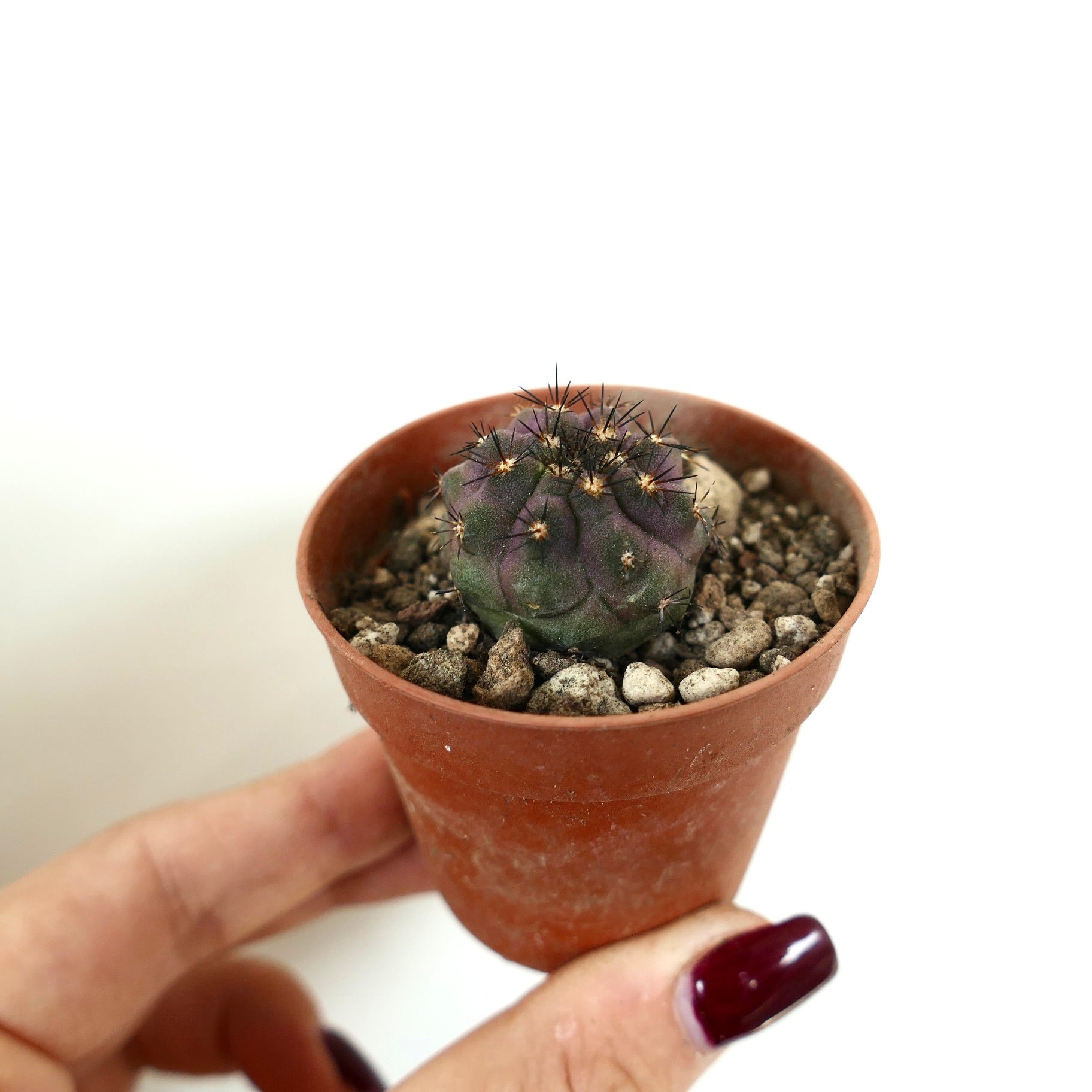 コピアポア・シネレア ハイブリッド | Botanical Archive