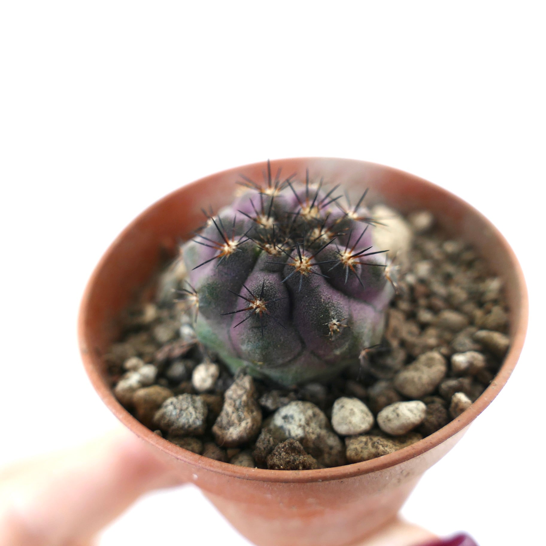 コピアポア・シネレア ハイブリッド | Botanical Archive