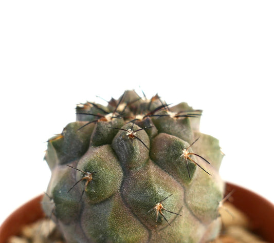 Copiapoa cinerea x humilis rare succulent cactus with textured green body and long dark spines