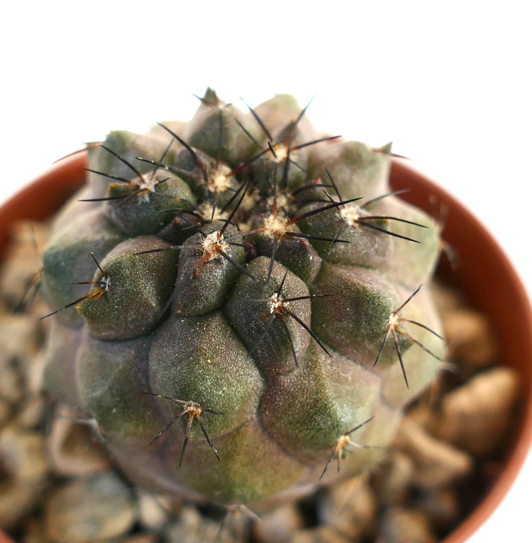 Copiapoa cinerea x humilis suculenta rara con espinas oscuras y cuerpo verde texturizado