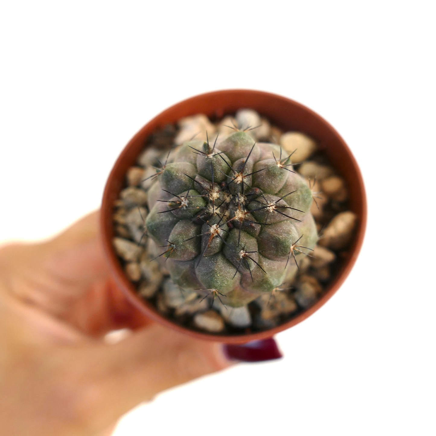 Pequeño cactus suculento Copiapoa cinerea x humilis con espinas oscuras en maceta de terracota