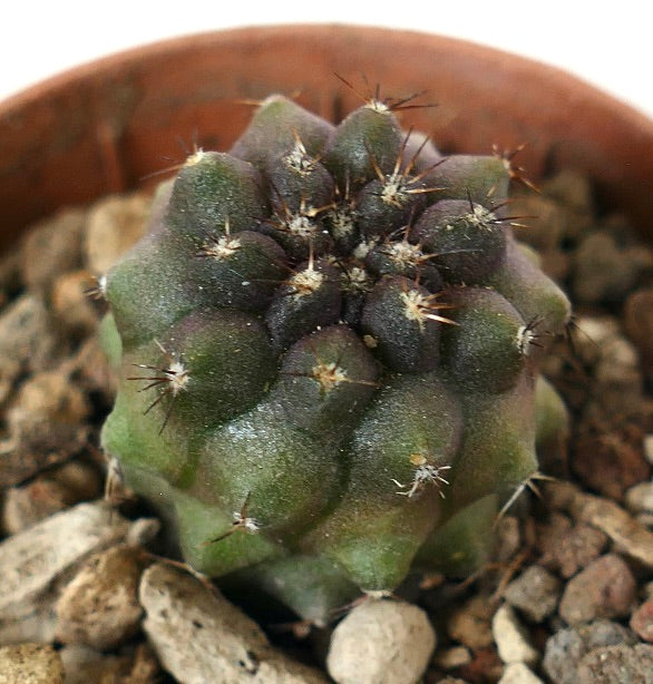 Copiapoa cinerea x humilis rare succulent cactus with dark green and purple hues and sharp spines