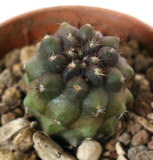 Copiapoa cinerea x humilis rare succulent cactus with dark green and purple hues and sharp spines