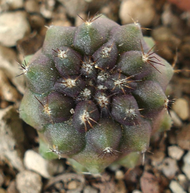 Copiapoa cinerea x humilis rare succulent cactus with clustered dark green and purple tubercles and sharp spines
