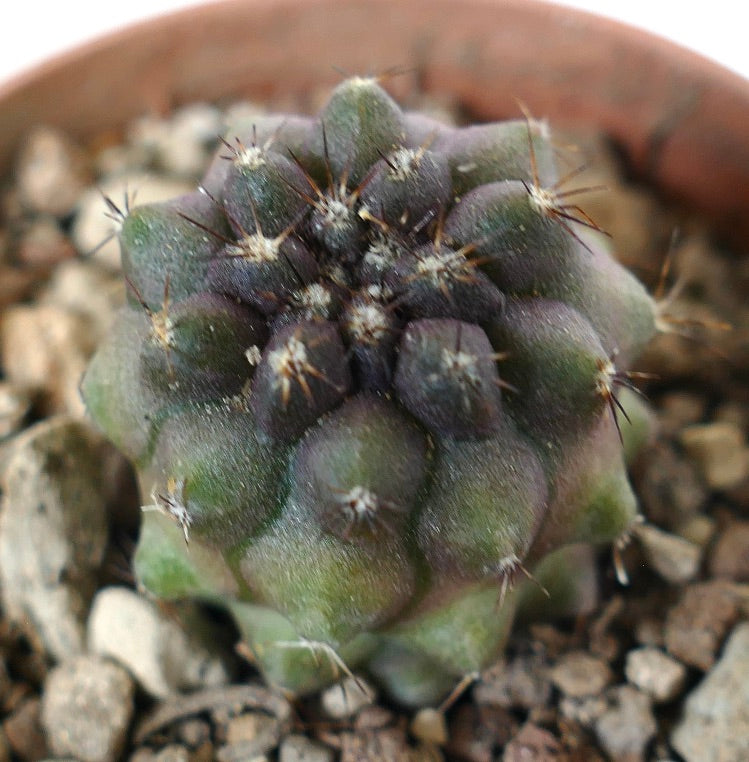Copiapoa cinerea x humilis small succulent cactus with rounded tubercles and short spines