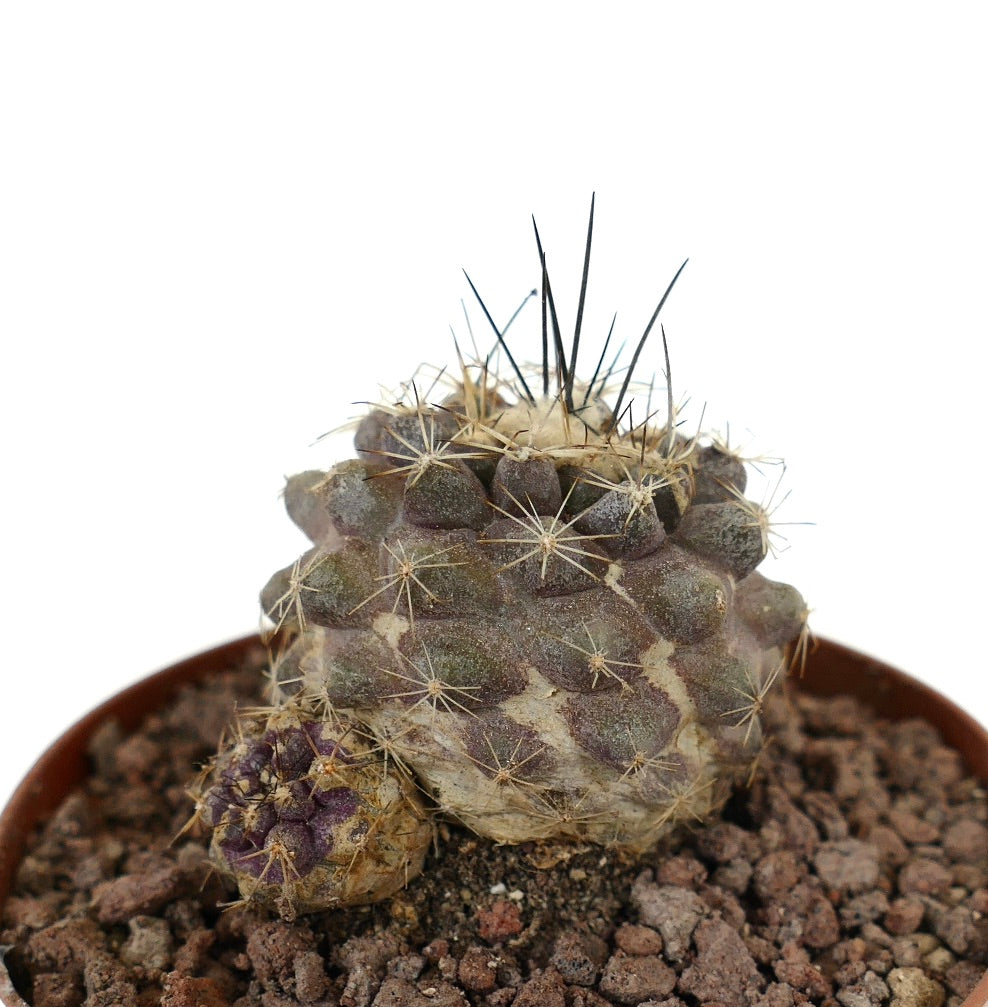 Copiapoa cinerea x humilis pequeño cactus raro con espinas oscuras y cuerpo gris-verde texturizado