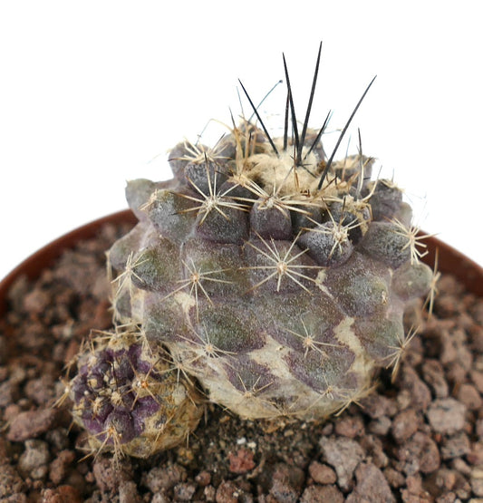 Copiapoa cinerea x humilis sjelden sukkulent kaktus med grålig-lilla knopper og lange torner