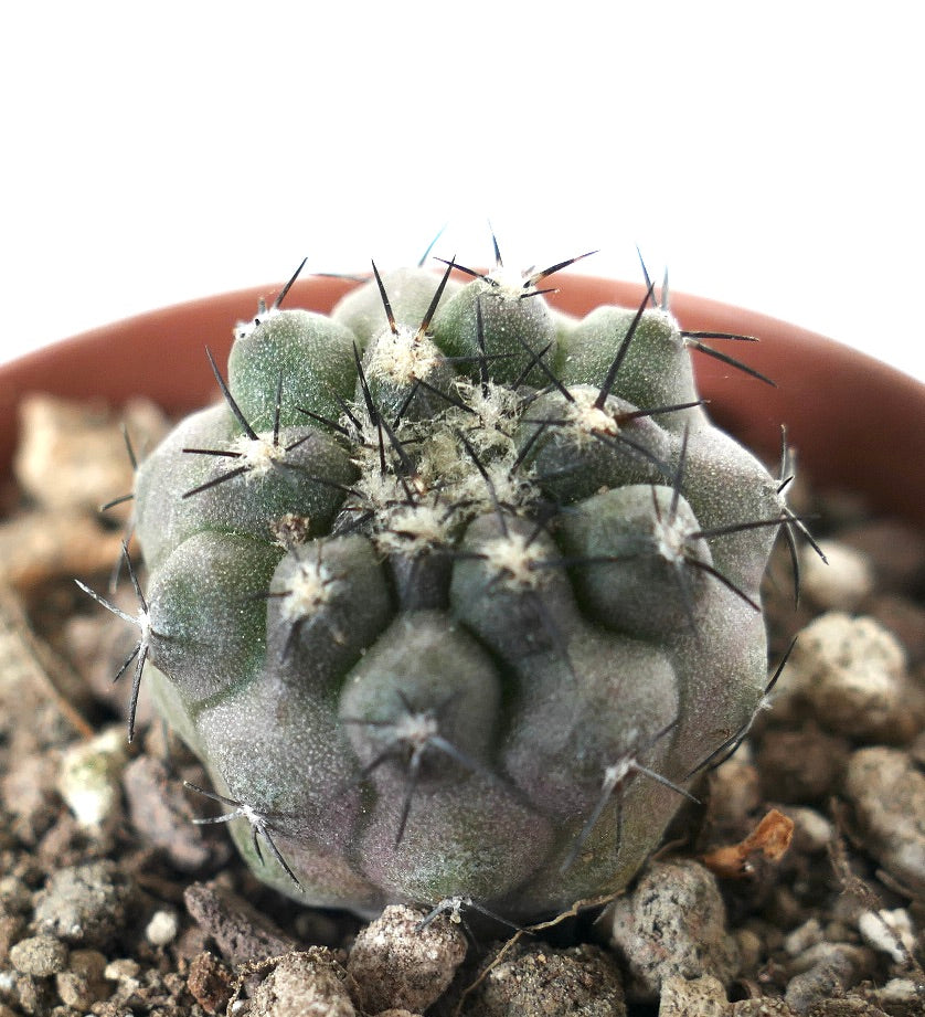 Copiapoa cinerea x humilis succulent cactus with grayish body and sharp black spines