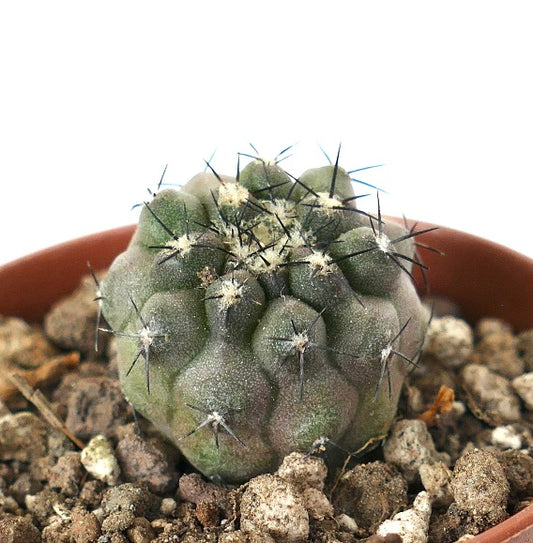 Copiapoa cinerea x humilis small succulent cactus with dark spines and textured green body