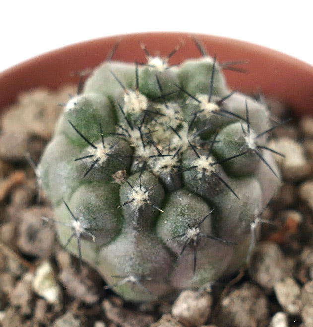 Copiapoa cinerea x humilis small round succulent cactus with black spines and gray-green body
