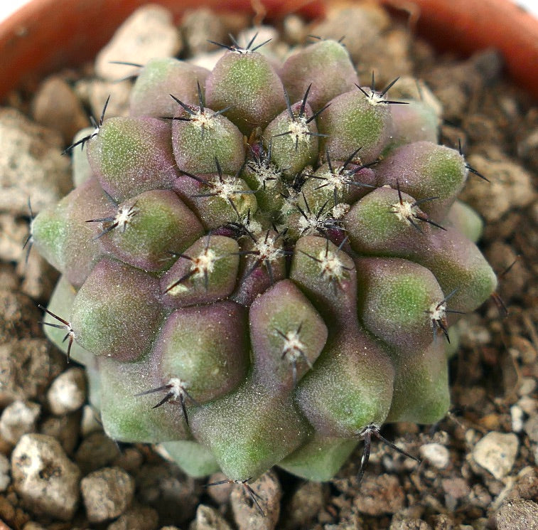 Copiapoa cinerea x humilis sukkulenter Kaktus mit runden Höckern und dunklen Stacheln im Topf