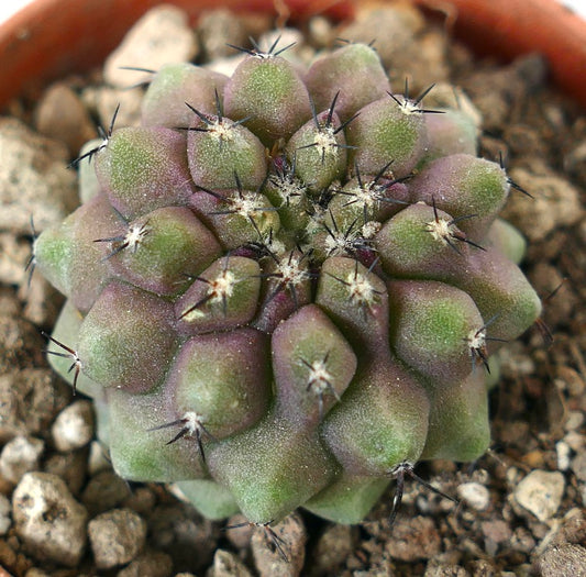 Copiapoa cinerea x humilis sukkulenter Kaktus mit runden Höckern und dunklen Stacheln im Topf