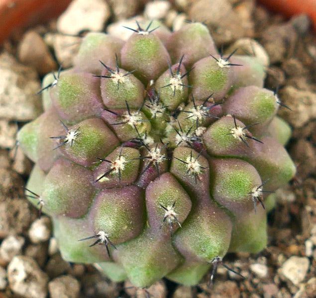 Kleiner sukkulenter Kaktus Copiapoa cinerea x humilis mit grünen und violetten Farbtönen sowie scharfen Dornen