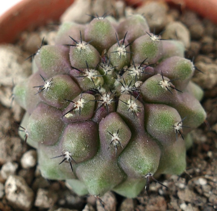 Copiapoa cinerea x humilis Sukkulente Kaktee mit grünen und violetten Farbtönen und scharfen schwarzen Dornen