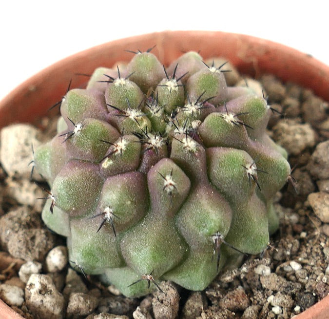 Copiapoa cinerea x humilis Sukkulente Kaktee mit abgerundeten Warzen und kurzen schwarzen Dornen im Topf