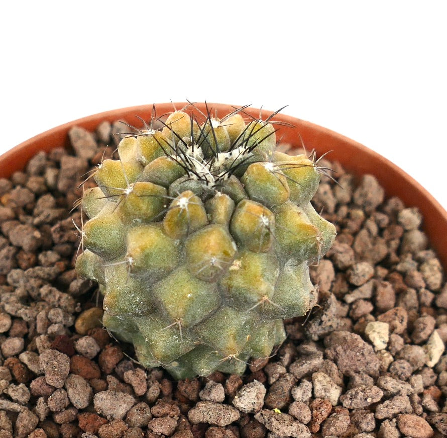 Copiapoa cinerea x humilis small succulent cactus with yellow-green tubercles and black spines