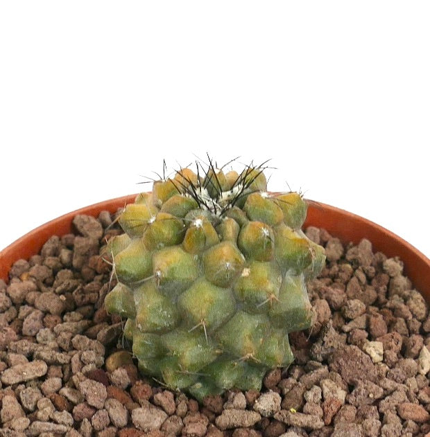Copiapoa cinerea x humilis small variegated succulent cactus with spines and textured surface