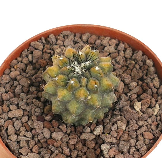 Copiapoa cinerea x humilis small variegated succulent cactus with spines in terracotta pot