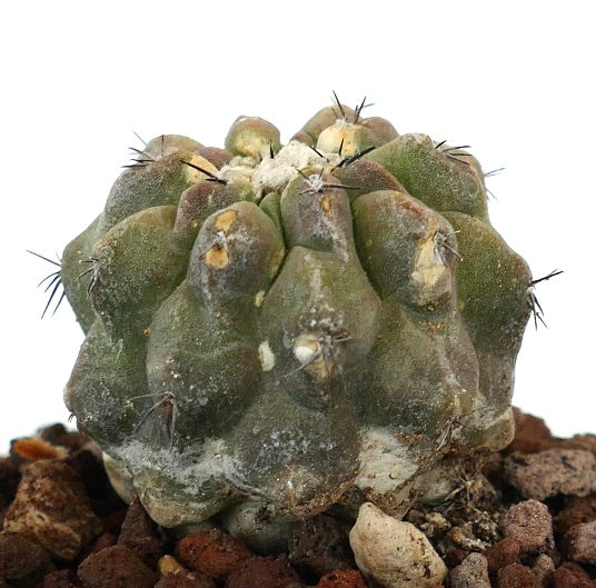 Copiapoa cinerea x hypogaea suculenta rara cactus con tubérculos gruesos y espinas dispersas