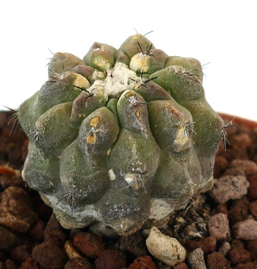 Copiapoa cinerea x hypogaea suculenta rara con tubérculos verdes texturizados y espinas cortas