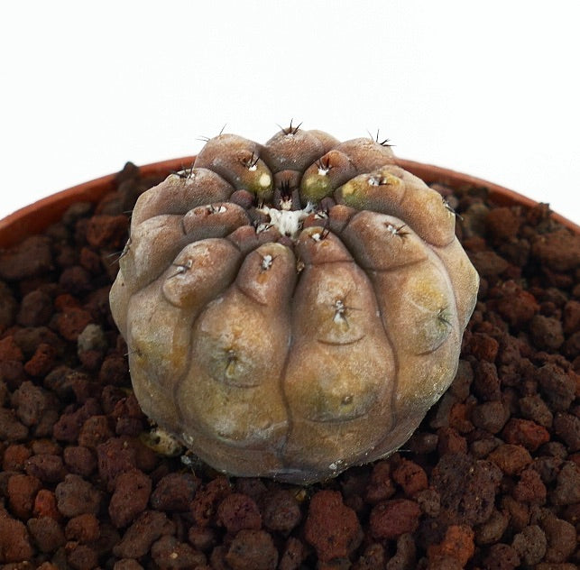Copiapoa cinerea x hypogaea rare succulent cactus with rounded tubercles and small spines