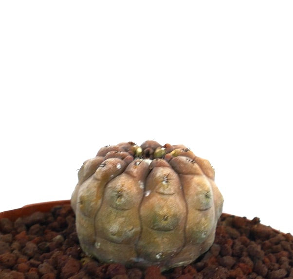 Copiapoa cinerea x hypogaea rare succulent cactus with rounded tubercles and subtle spines