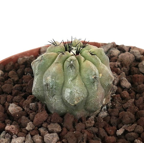 โคปิอาโพอา ซิเนเรอา x ไฮโพแกร เสกคิวเลนต์ แคคตัส มีตุ่มหนาและหนามสีเข้มในดินหิน