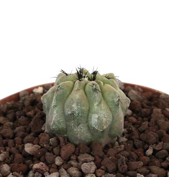 โคปิอาโพอา ซิเนเรอา x ไฮโปแกอา ตะบองเพชรขนาดเล็กมีซี่หนาและหนามสีดำสั้น