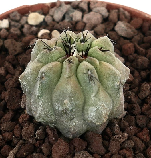 โคปิอาโพอา ซิเนเรอา x ไฮโปแกอา กระบองเพชรอวบน้ำพันธุ์หายาก มีซี่หนาและหนามสีเข้มในกระถาง